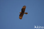 Mountain Caracara (Phalcoboenus megalopterus)