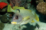 Blackspotted rubberlip (Plectorhinchus gaterinus)