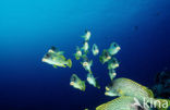 Blackspotted rubberlip (Plectorhinchus gaterinus)