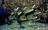 Blackspotted rubberlip (Plectorhinchus gaterinus)