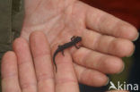 Alpenwatersalamander