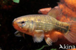 Striped Mud Minnow (Umbra pygmaea)