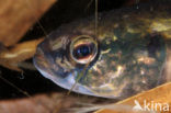 Striped Mud Minnow (Umbra pygmaea)