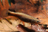 Striped Mud Minnow (Umbra pygmaea)