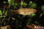 Striped Mud Minnow (Umbra pygmaea)