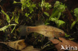 Striped Mud Minnow (Umbra pygmaea)