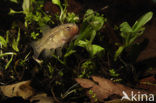 Striped Mud Minnow (Umbra pygmaea)