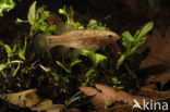 Striped Mud Minnow (Umbra pygmaea)