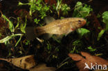 Striped Mud Minnow (Umbra pygmaea)