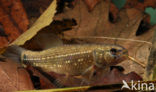 Striped Mud Minnow (Umbra pygmaea)