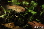 Striped Mud Minnow (Umbra pygmaea)
