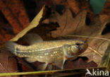 Striped Mud Minnow (Umbra pygmaea)