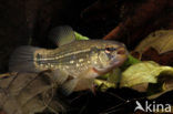 Striped Mud Minnow (Umbra pygmaea)