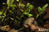 Striped Mud Minnow (Umbra pygmaea)