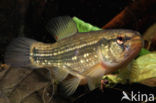 Striped Mud Minnow (Umbra pygmaea)