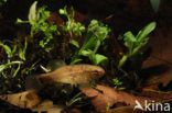 Striped Mud Minnow (Umbra pygmaea)