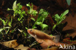 Striped Mud Minnow (Umbra pygmaea)