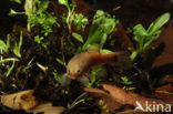 Striped Mud Minnow (Umbra pygmaea)
