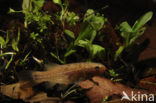 Striped Mud Minnow (Umbra pygmaea)