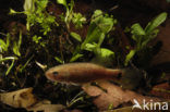 Striped Mud Minnow (Umbra pygmaea)