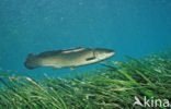 Amerikaanse moddersnoek (Amia calva )