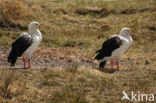 Andesgans (Chloephaga melanoptera)