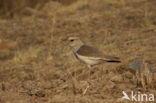 Andean Lapwing (Vanellus resplendens)