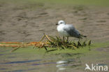 Andesmeeuw (Larus serranus)