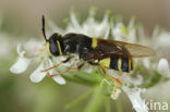 banded general (Stratiomys potamida)