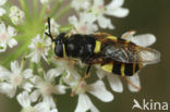 banded general (Stratiomys potamida)