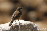 Bar-winged Cinclodes (Cinclodes fuscus)