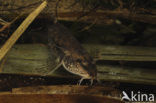 Stone Loach (Barbatula barbatula