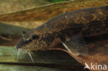 Stone Loach (Barbatula barbatula