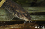 Stone Loach (Barbatula barbatula