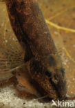 Stone Loach (Barbatula barbatula