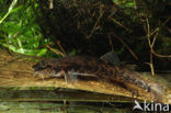 Stone Loach (Barbatula barbatula