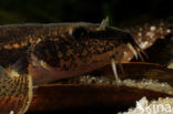 Stone Loach (Barbatula barbatula