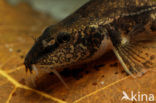 Stone Loach (Barbatula barbatula