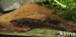 Stone Loach (Barbatula barbatula