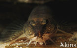 Stone Loach (Barbatula barbatula