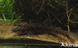 Stone Loach (Barbatula barbatula