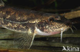 Stone Loach (Barbatula barbatula