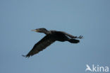 Bigua Aalscholver (Phalacrocorax brasilianus)