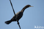 Bigua Aalscholver (Phalacrocorax brasilianus)