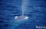 Blue Whale (Balaenoptera musculus) 