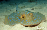 Blauwgespikkelde pijlstaartrog (Taeniura lymma)