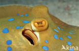 Blue-spotted Stingray (Taeniura lymma)