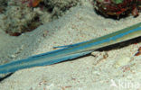 Blue-spotted Stingray (Taeniura lymma)