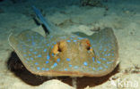 Blue-spotted Stingray (Taeniura lymma)