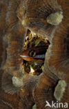 Bluestriped fangblenny (Plagiotremus rhinorhynchus)